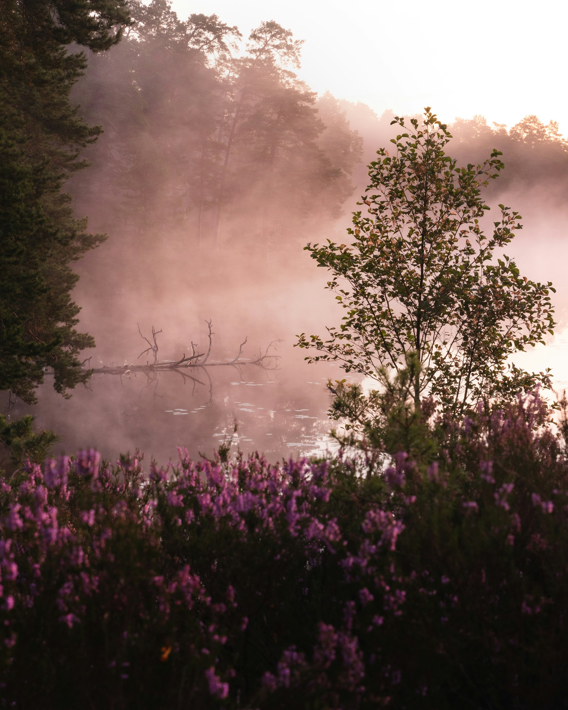 Stunning lakeside view at sunrise